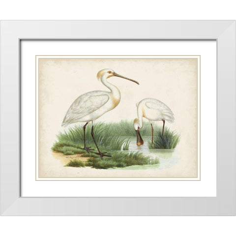 Antique Waterbirds III White Modern Wood Framed Art Print with Double Matting by Unknown