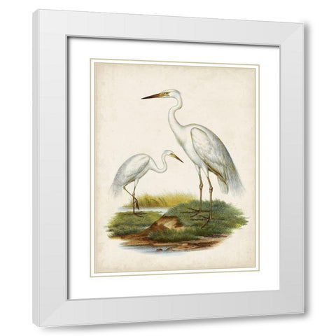 Antique Waterbirds V White Modern Wood Framed Art Print with Double Matting by Unknown