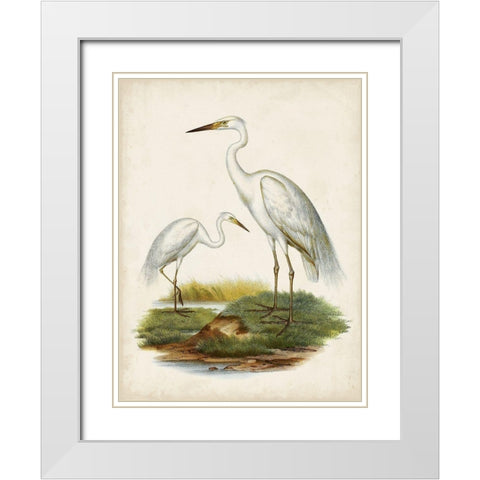 Antique Waterbirds V White Modern Wood Framed Art Print with Double Matting by Unknown