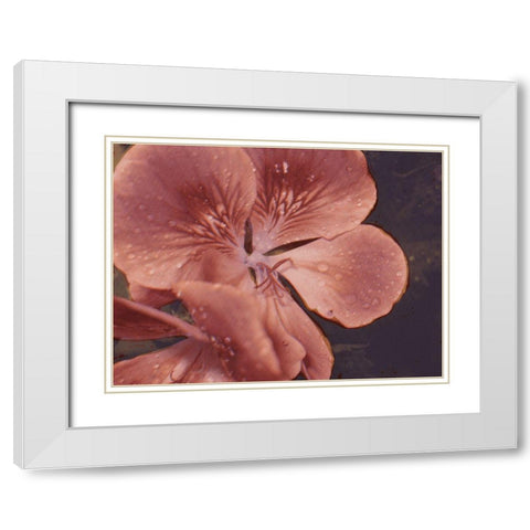 Garden Geraniums I White Modern Wood Framed Art Print with Double Matting by Green, Jacob