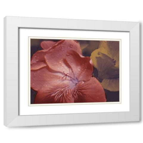 Garden Geraniums II White Modern Wood Framed Art Print with Double Matting by Green, Jacob