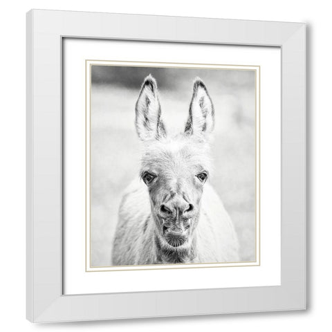 Donkey Portrait IV White Modern Wood Framed Art Print with Double Matting by PHBurchett