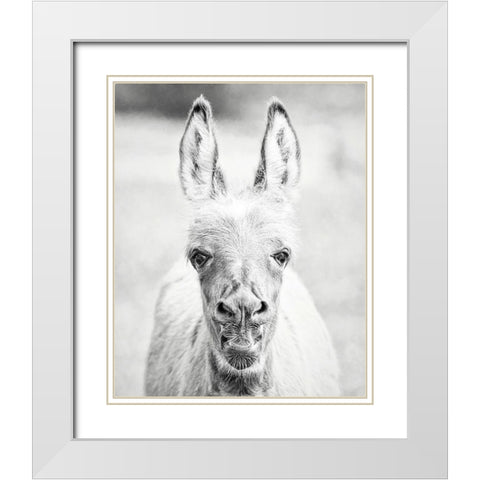 Donkey Portrait IV White Modern Wood Framed Art Print with Double Matting by PHBurchett
