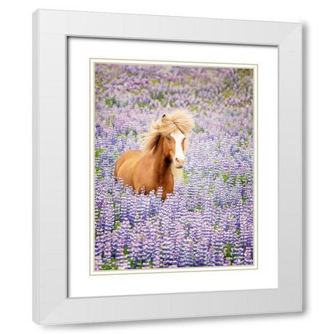 Horse in Lavender I White Modern Wood Framed Art Print with Double Matting by PHBurchett