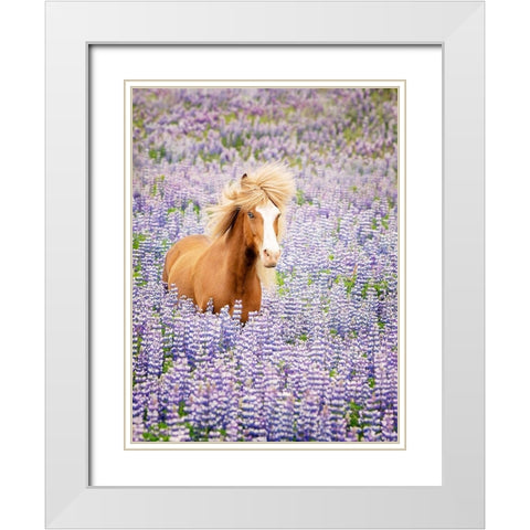 Horse in Lavender I White Modern Wood Framed Art Print with Double Matting by PHBurchett