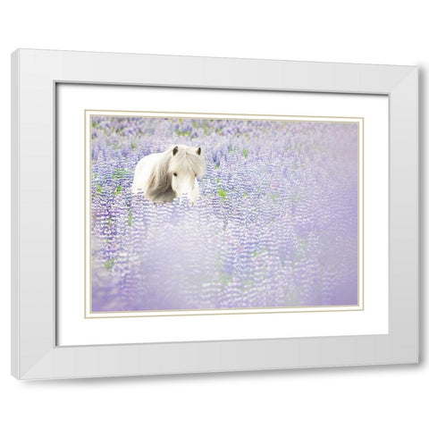 Horse in Lavender II White Modern Wood Framed Art Print with Double Matting by PHBurchett