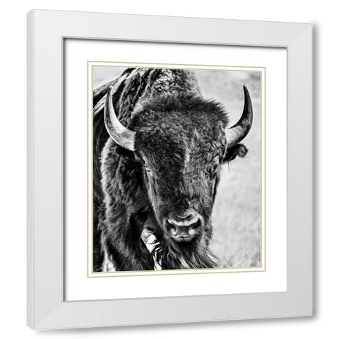 Buffalo Portrait White Modern Wood Framed Art Print with Double Matting by PHBurchett