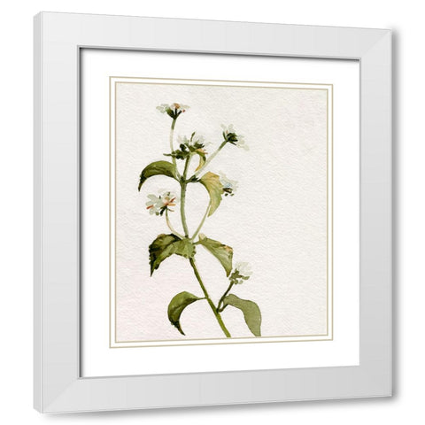 White Antique Wildflower I White Modern Wood Framed Art Print with Double Matting by Caroline, Emma