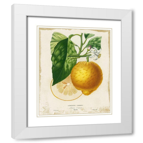 French Lemon I White Modern Wood Framed Art Print with Double Matting by Studio W
