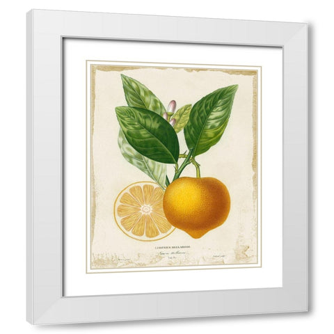 French Lemon III White Modern Wood Framed Art Print with Double Matting by Studio W