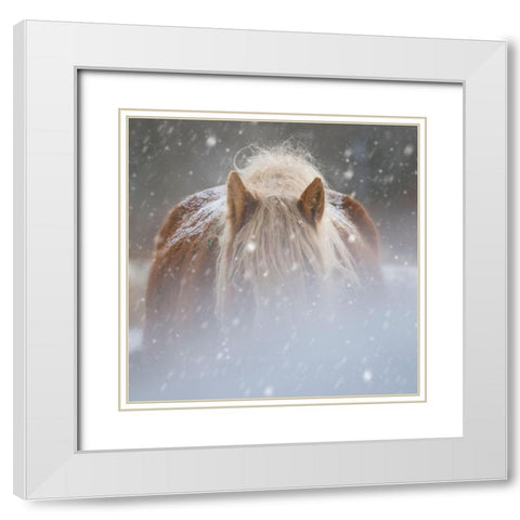 Collection of Horses V White Modern Wood Framed Art Print with Double Matting by PHBurchett