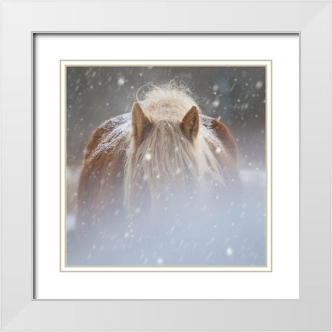 Collection of Horses V White Modern Wood Framed Art Print with Double Matting by PHBurchett