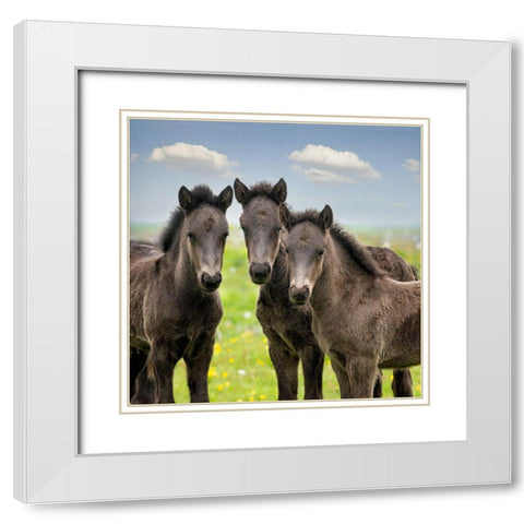 Collection of Horses IX White Modern Wood Framed Art Print with Double Matting by PHBurchett
