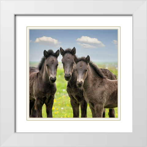 Collection of Horses IX White Modern Wood Framed Art Print with Double Matting by PHBurchett