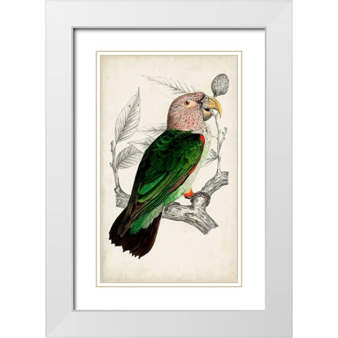 Antique Parrot Pair I White Modern Wood Framed Art Print with Double Matting by Unknown