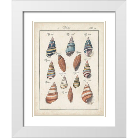 Antique Shell Pair I White Modern Wood Framed Art Print with Double Matting by Deseve, Jacques