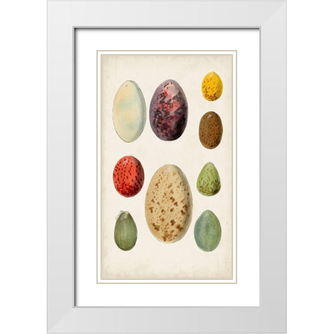 Antique Bird Eggs I White Modern Wood Framed Art Print with Double Matting by Unknown