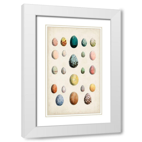 Antique Bird Eggs II White Modern Wood Framed Art Print with Double Matting by Unknown