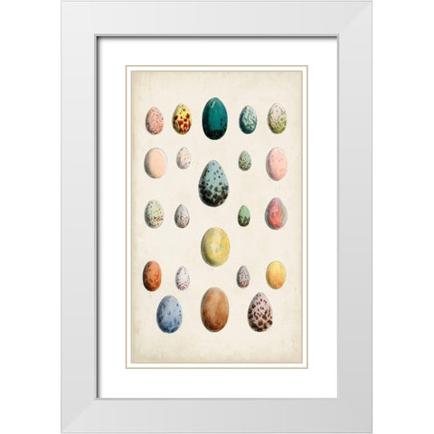 Antique Bird Eggs II White Modern Wood Framed Art Print with Double Matting by Unknown