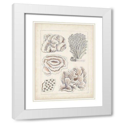 Antique White Coral I White Modern Wood Framed Art Print with Double Matting by Vision Studio