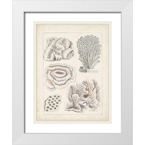 Antique White Coral I White Modern Wood Framed Art Print with Double Matting by Vision Studio