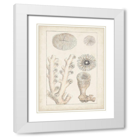 Antique White Coral III White Modern Wood Framed Art Print with Double Matting by Vision Studio