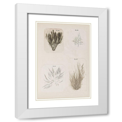 Coral Collage I White Modern Wood Framed Art Print with Double Matting by Vision Studio