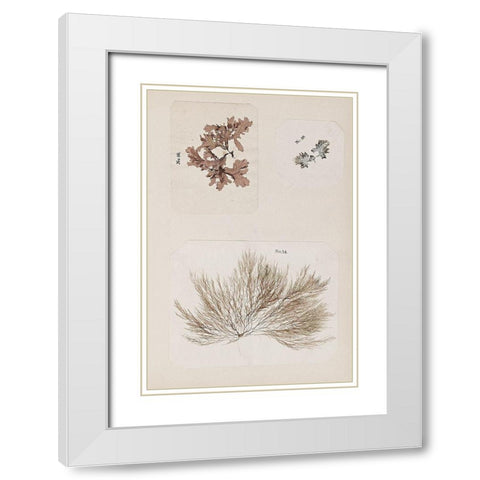 Coral Collage II White Modern Wood Framed Art Print with Double Matting by Vision Studio