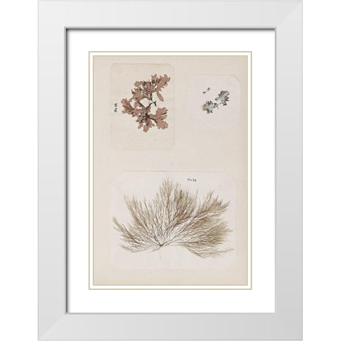 Coral Collage II White Modern Wood Framed Art Print with Double Matting by Vision Studio