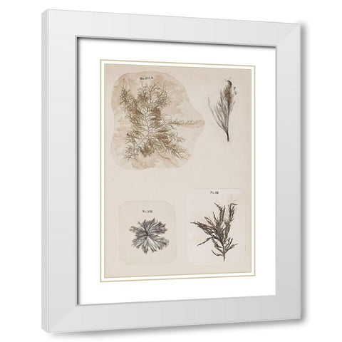 Coral Collage III White Modern Wood Framed Art Print with Double Matting by Vision Studio