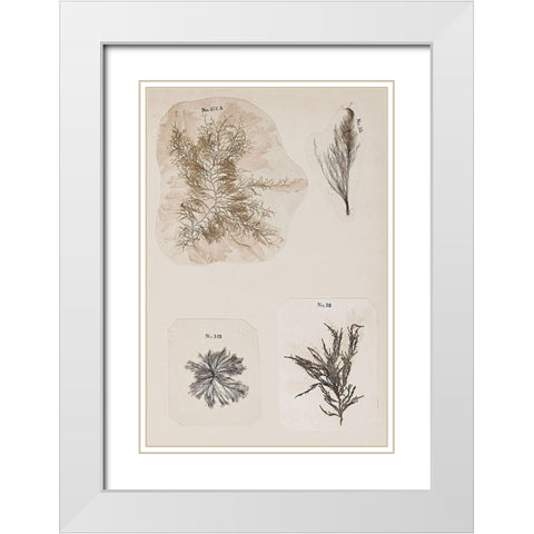 Coral Collage III White Modern Wood Framed Art Print with Double Matting by Vision Studio