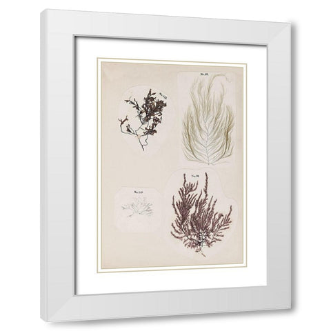 Coral Collage IV White Modern Wood Framed Art Print with Double Matting by Vision Studio