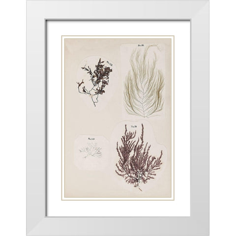 Coral Collage IV White Modern Wood Framed Art Print with Double Matting by Vision Studio