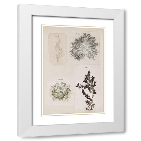 Coral Collage V White Modern Wood Framed Art Print with Double Matting by Vision Studio