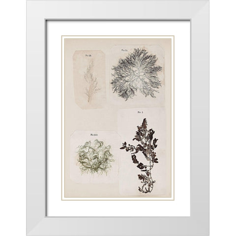 Coral Collage V White Modern Wood Framed Art Print with Double Matting by Vision Studio