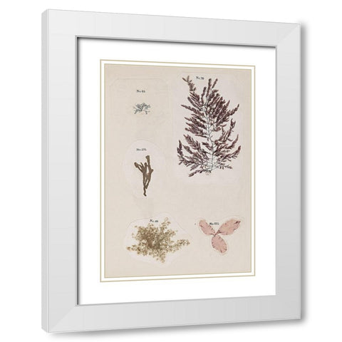 Coral Collage VII White Modern Wood Framed Art Print with Double Matting by Vision Studio