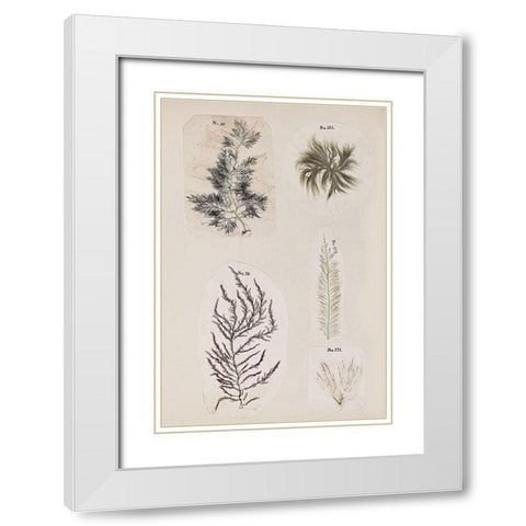 Coral Collage VIII White Modern Wood Framed Art Print with Double Matting by Vision Studio
