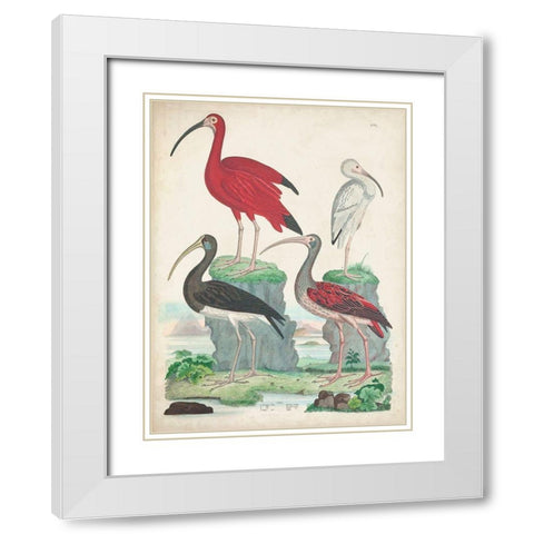 Antique Heron and Waterbirds II White Modern Wood Framed Art Print with Double Matting by Unknown