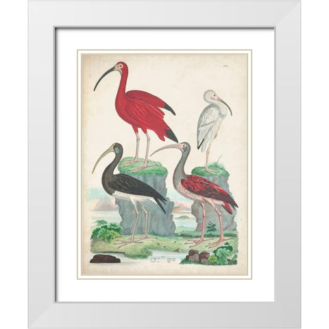 Antique Heron and Waterbirds II White Modern Wood Framed Art Print with Double Matting by Unknown