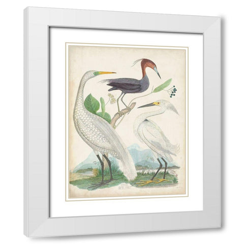 Antique Heron and Waterbirds III White Modern Wood Framed Art Print with Double Matting by Unknown