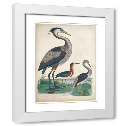 Antique Heron and Waterbirds IV White Modern Wood Framed Art Print with Double Matting by Unknown