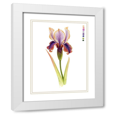 Rainbow Iris II White Modern Wood Framed Art Print with Double Matting by Popp, Grace