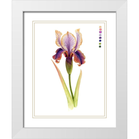 Rainbow Iris II White Modern Wood Framed Art Print with Double Matting by Popp, Grace