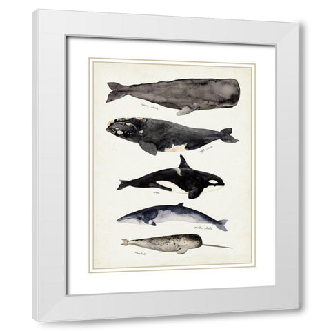 Whale Chart I White Modern Wood Framed Art Print with Double Matting by Barnes, Victoria
