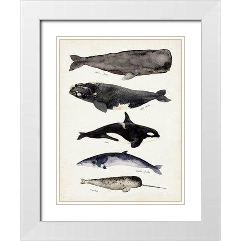 Whale Chart I White Modern Wood Framed Art Print with Double Matting by Barnes, Victoria