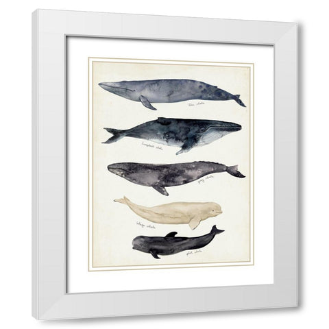 Whale Chart II White Modern Wood Framed Art Print with Double Matting by Barnes, Victoria