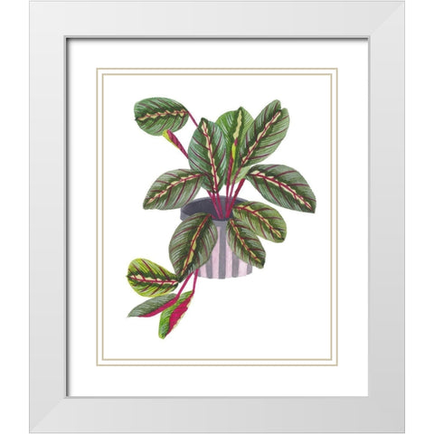 Prayer Plant II White Modern Wood Framed Art Print with Double Matting by Wang, Melissa