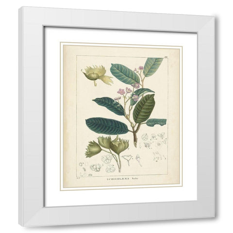 Vintage Verdure II White Modern Wood Framed Art Print with Double Matting by Unknown