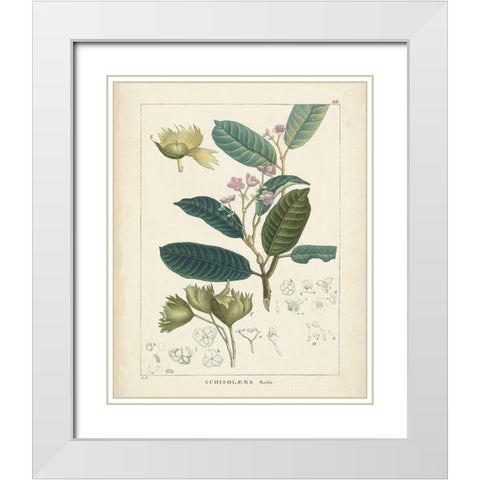 Vintage Verdure II White Modern Wood Framed Art Print with Double Matting by Unknown