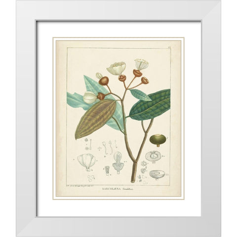 Vintage Verdure III White Modern Wood Framed Art Print with Double Matting by Unknown